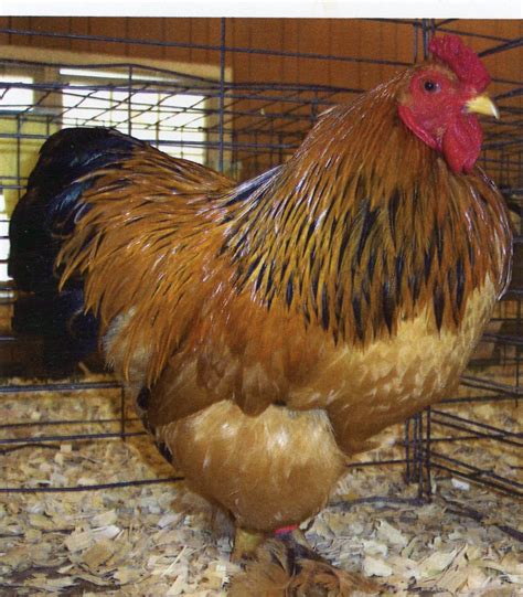 A rooster is a male chicken that has not been castrated. . Rooster for sale near me
